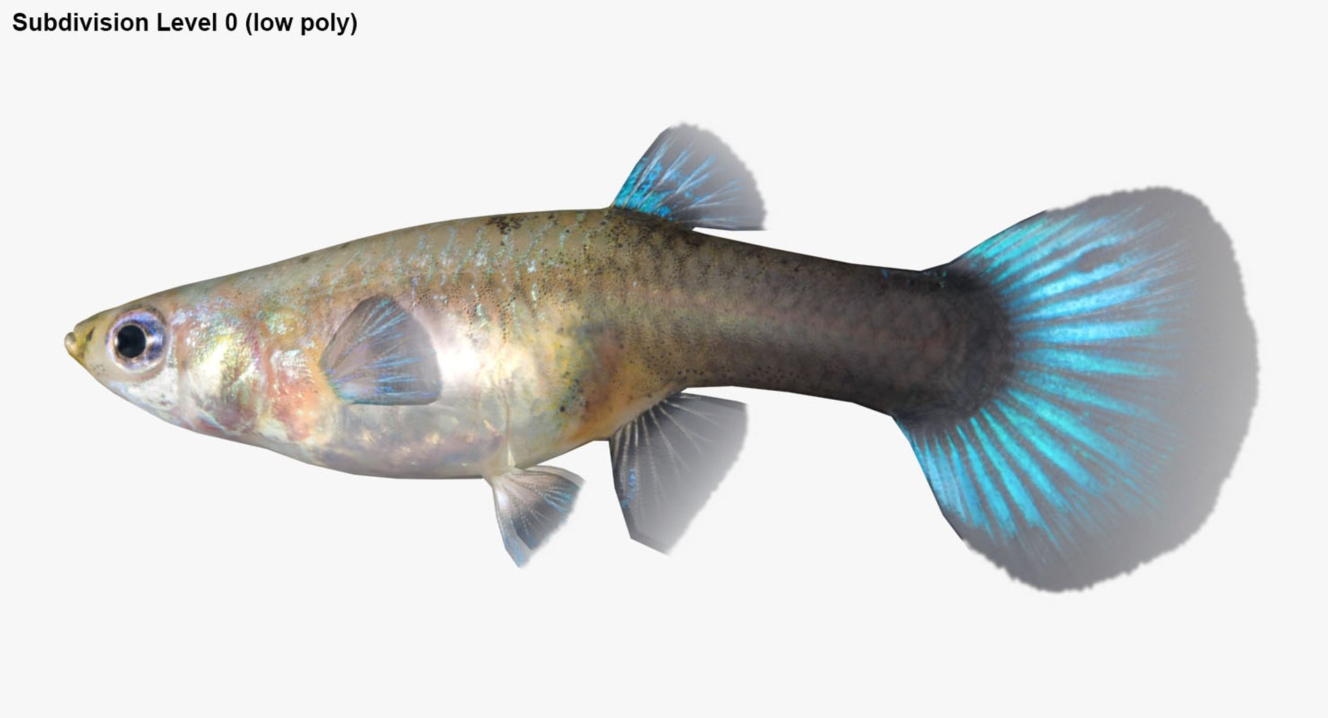 freshwater fish 3 3D model https://p.turbosquid.com/ts-thumb/SH/EIWRHm/5WcPvt2Q/ryukingoldfish_rr28/jpg/1536042843/1920x1080/fit_q87/feb72e190c2799cb26cbfecc79feea89925485ff/ryukingoldfish_rr28.jpg