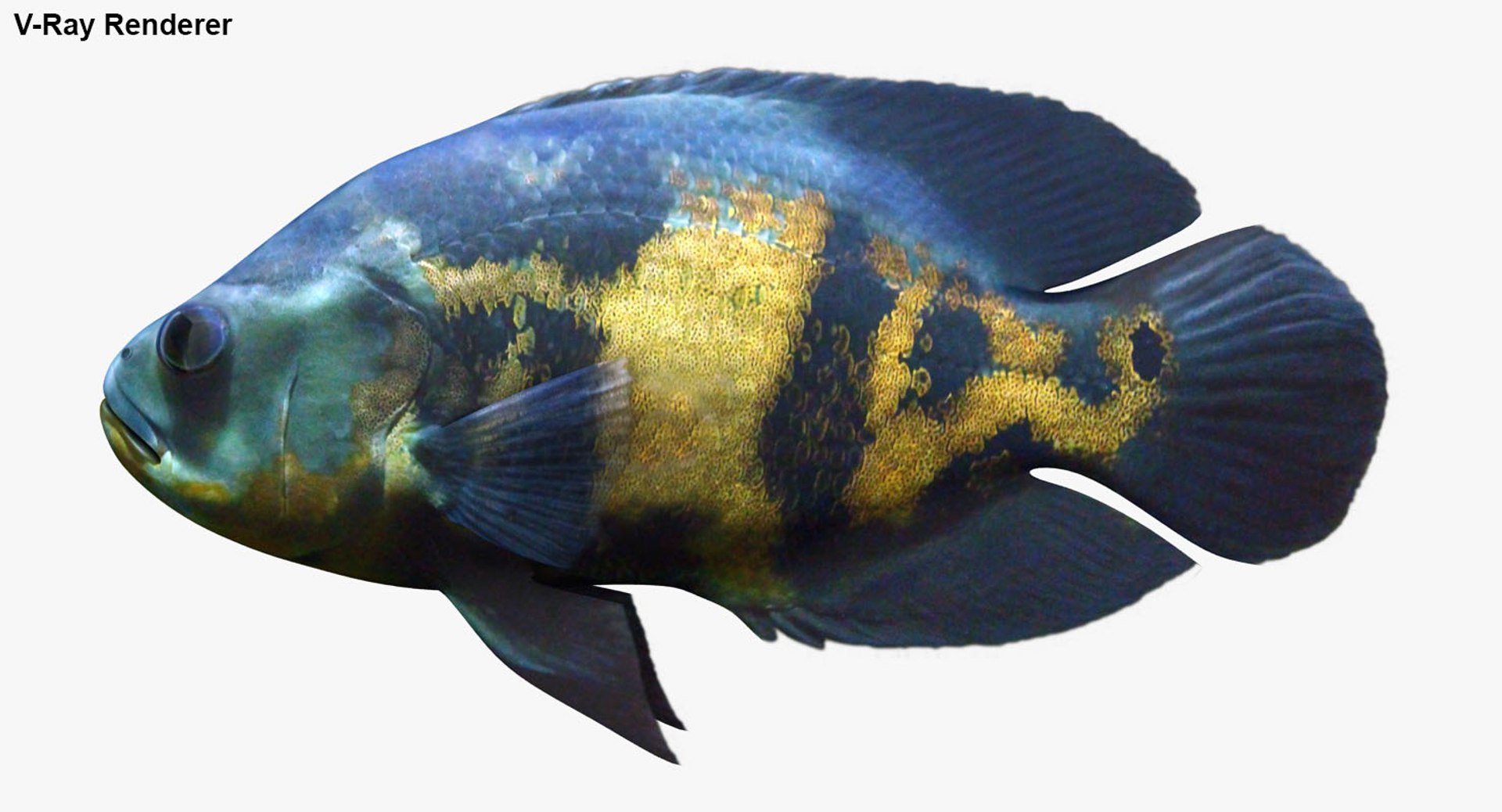 freshwater fish 3 3D model https://p.turbosquid.com/ts-thumb/SH/EIWRHm/6gQ6pZGp/ryukingoldfish_rr33/jpg/1536001570/1920x1080/fit_q87/6037ff300f850c1a322c830f4dbaae0dfdb6e702/ryukingoldfish_rr33.jpg