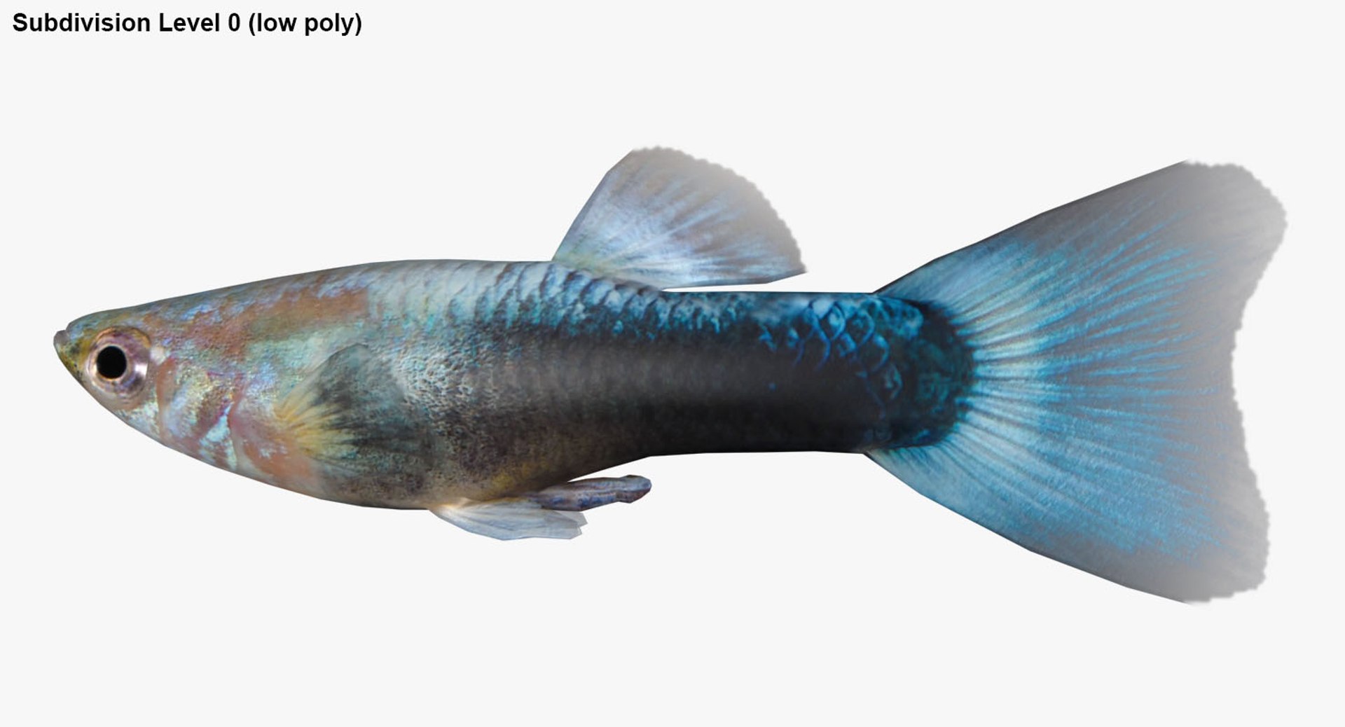 freshwater fish 3 3D model https://p.turbosquid.com/ts-thumb/SH/EIWRHm/70wX2l51/ryukingoldfish_rr28/jpg/1536042862/1920x1080/fit_q87/204a6b562f7af37537811b60d0c6363412ad575a/ryukingoldfish_rr28.jpg