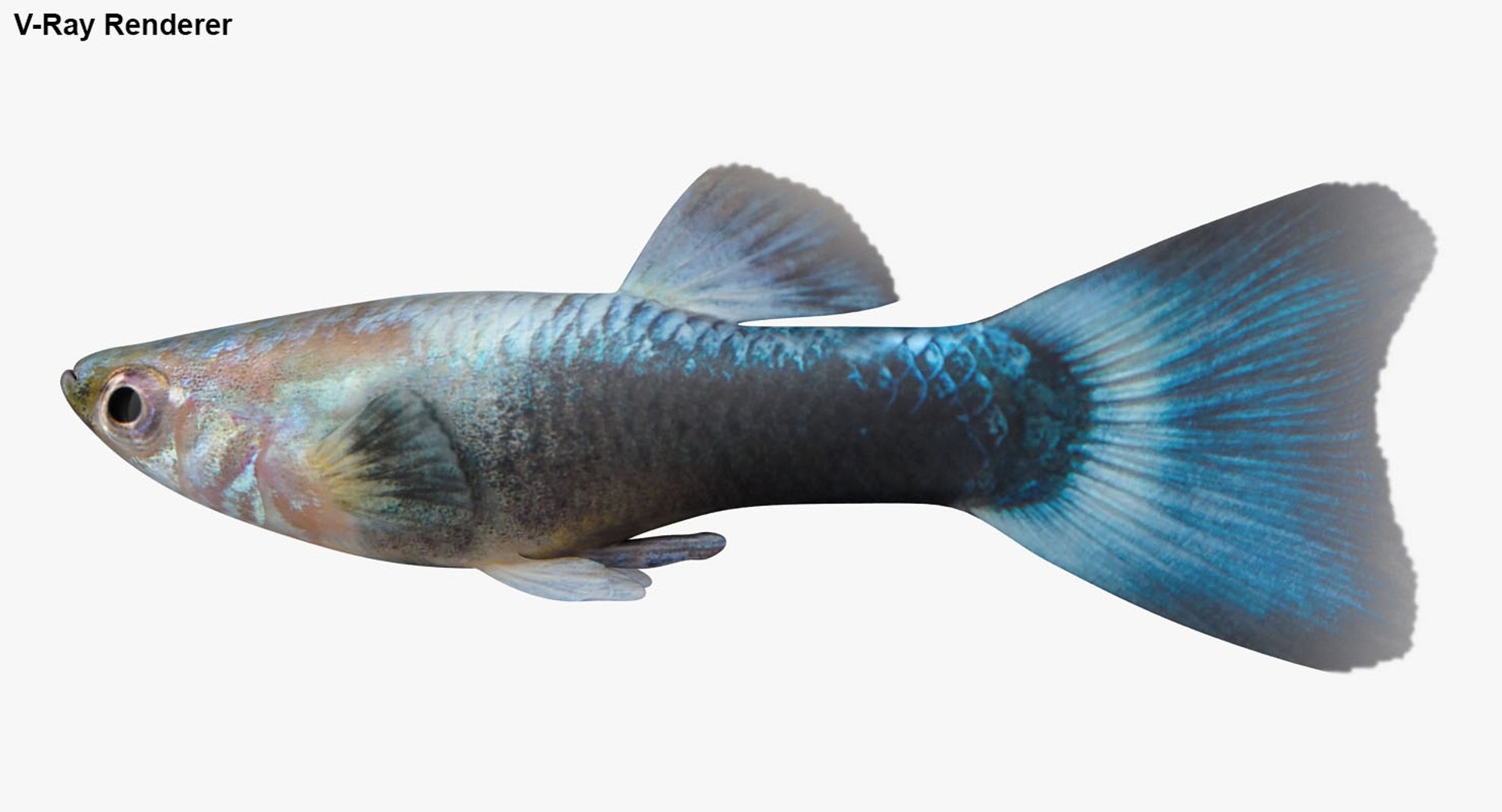 freshwater fish 3 3D model https://p.turbosquid.com/ts-thumb/SH/EIWRHm/9wYNBIVy/ryukingoldfish_rr33/jpg/1536042863/1920x1080/fit_q87/45aed96811730e5fc4b28033d74b8a2e2be4b967/ryukingoldfish_rr33.jpg