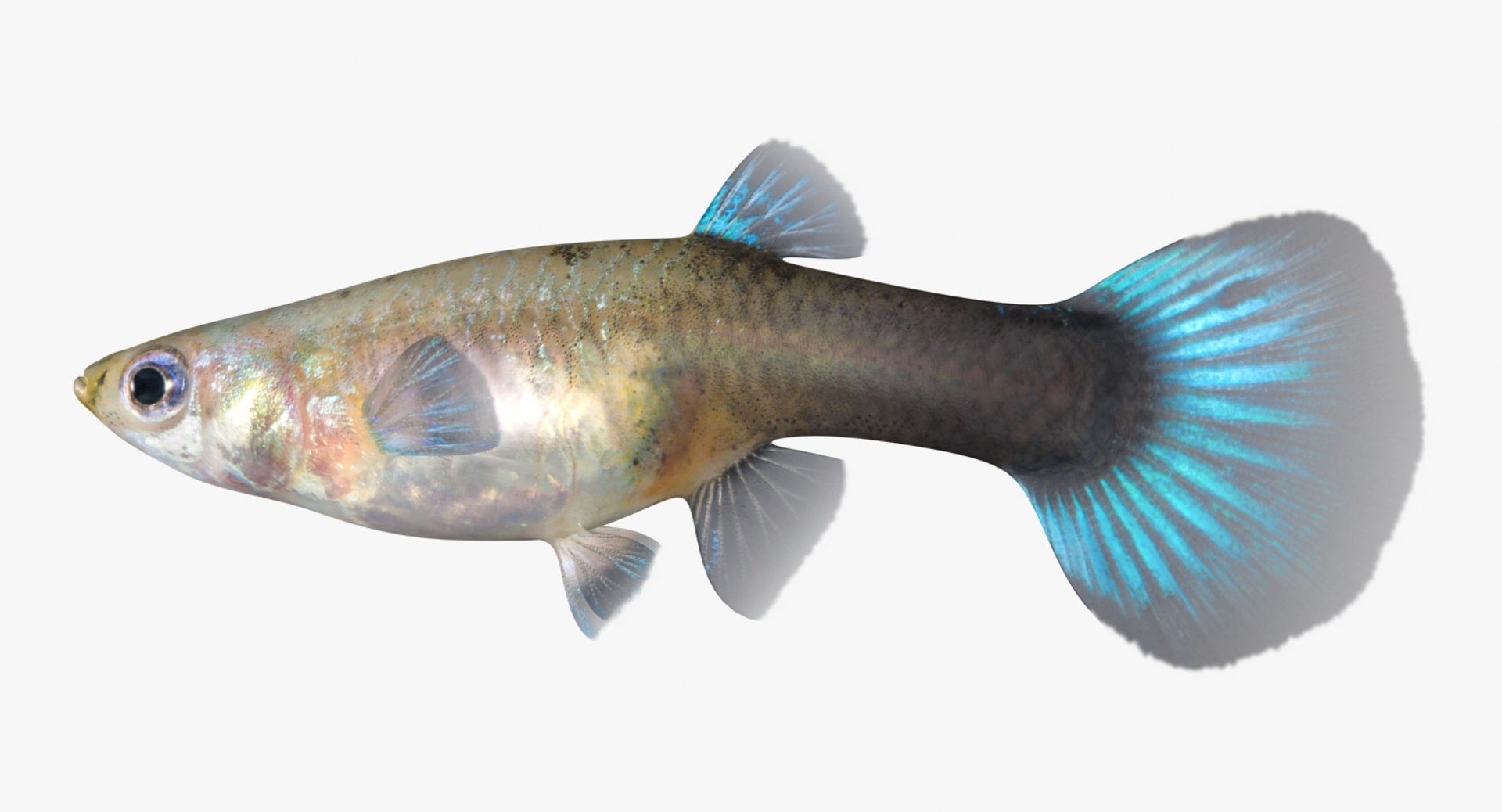 freshwater fish 3 3D model https://p.turbosquid.com/ts-thumb/SH/EIWRHm/BtBOrijA/ryukingoldfish_rr01/jpg/1536042843/1920x1080/fit_q87/0b3f7c2143bd86d395daafc3a15d006973f24ff2/ryukingoldfish_rr01.jpg