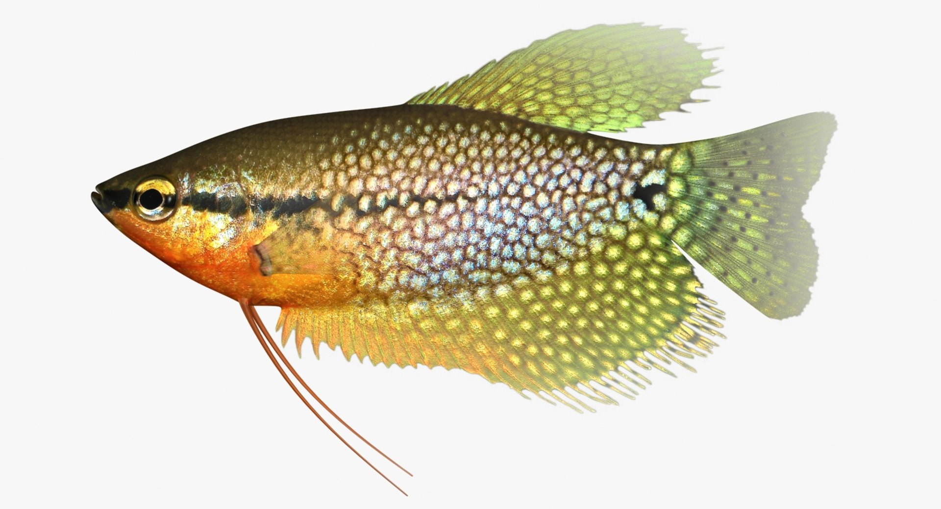 freshwater fish 3 3D model https://p.turbosquid.com/ts-thumb/SH/EIWRHm/BwPbWDHI/ryukingoldfish_rr00/jpg/1535994774/1920x1080/fit_q87/a78d3e0f3b0543fa784502ac596a448f10cbd648/ryukingoldfish_rr00.jpg