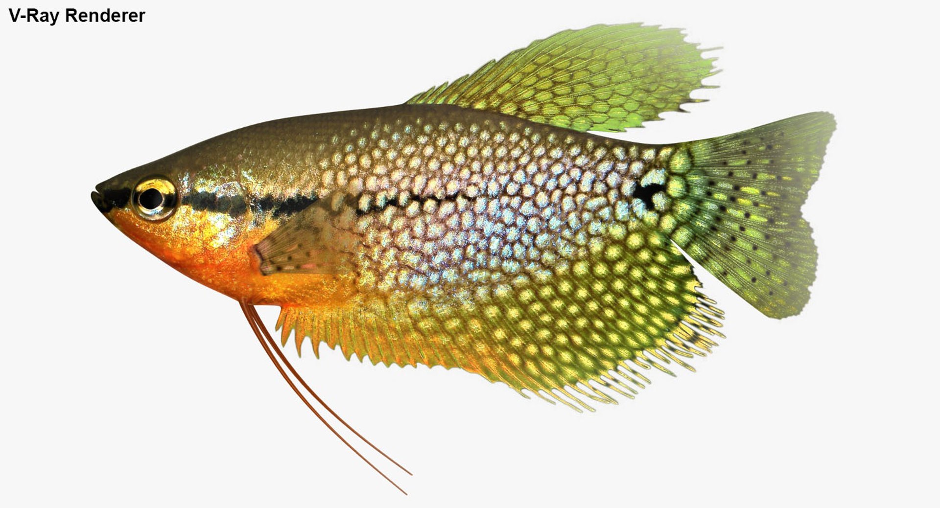 freshwater fish 3 3D model https://p.turbosquid.com/ts-thumb/SH/EIWRHm/TgrLyVhj/ryukingoldfish_rr32/jpg/1535994774/1920x1080/fit_q87/76361a1973ceb8f00d0523285e7fc4bc934c9a5d/ryukingoldfish_rr32.jpg