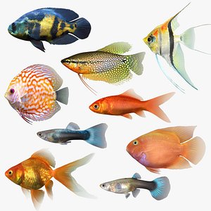 freshwater fish 3 3D model