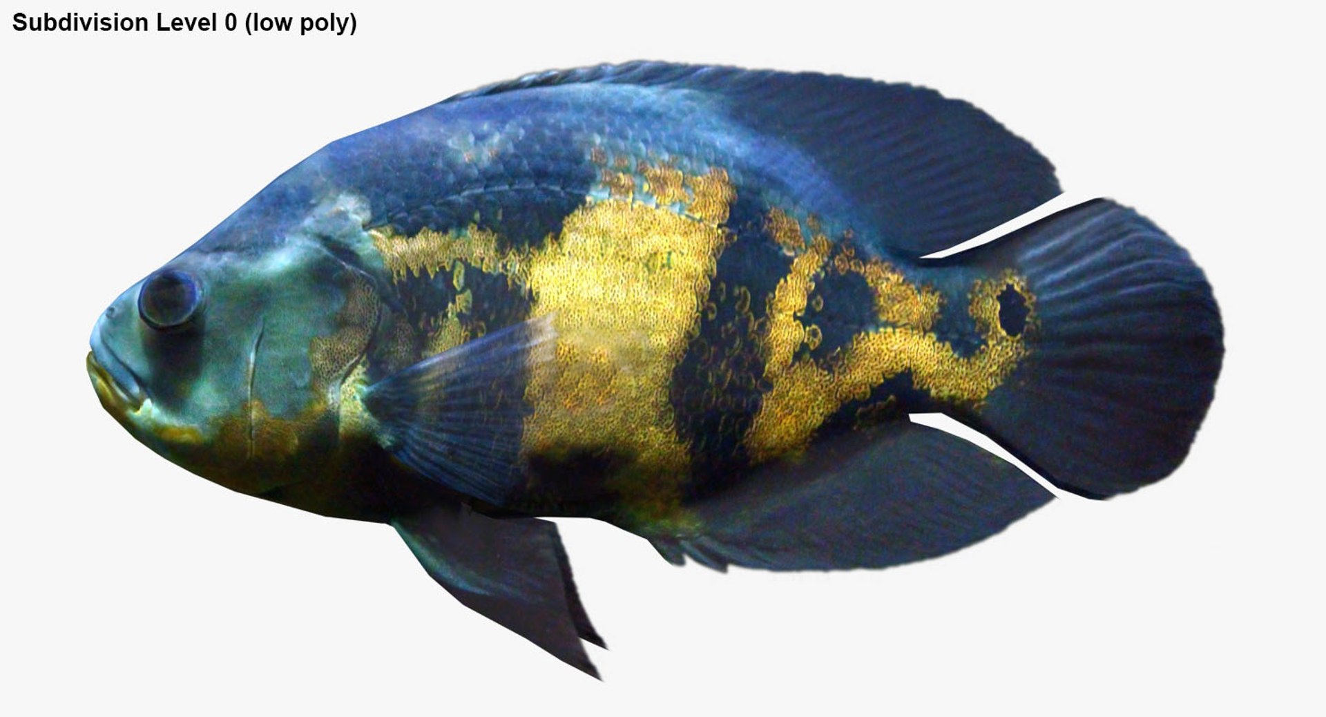 freshwater fish 3 3D model https://p.turbosquid.com/ts-thumb/SH/EIWRHm/ZRQvzPVS/ryukingoldfish_rr28/jpg/1536001570/1920x1080/fit_q87/018ec5f440b1594ba6642ee0d842dc258fae8fb3/ryukingoldfish_rr28.jpg