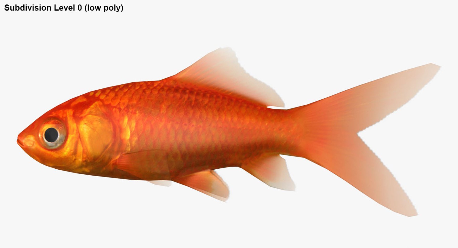 freshwater fish 3 3D model https://p.turbosquid.com/ts-thumb/SH/EIWRHm/Zt1e9tcx/ryukingoldfish_rr28/jpg/1536042902/1920x1080/fit_q87/2d3ece8fef11192d26b90a49bb27344cb026800c/ryukingoldfish_rr28.jpg