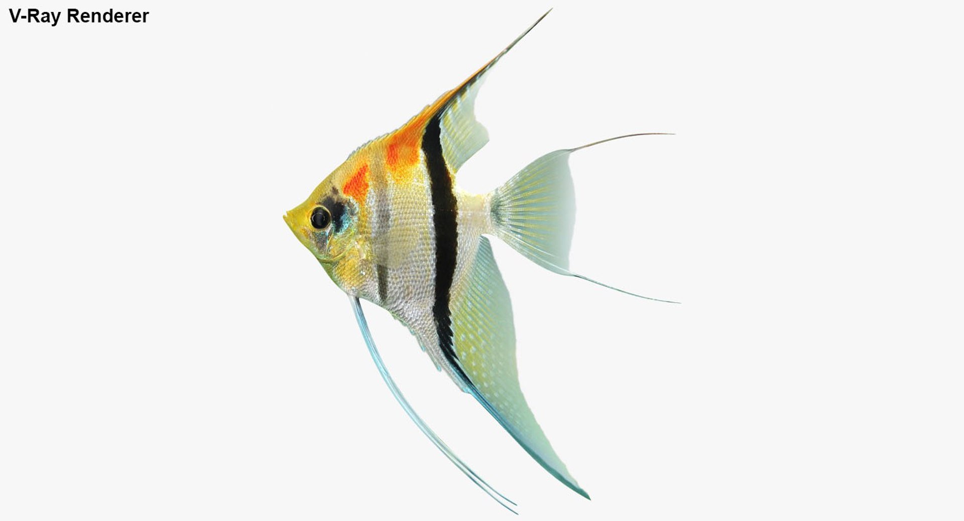 freshwater fish 3 3D model https://p.turbosquid.com/ts-thumb/SH/EIWRHm/Zzu6BAod/ryukingoldfish_rr32/jpg/1535994751/1920x1080/fit_q87/ffd062d02c417002dc92845d33cc597d45164db6/ryukingoldfish_rr32.jpg