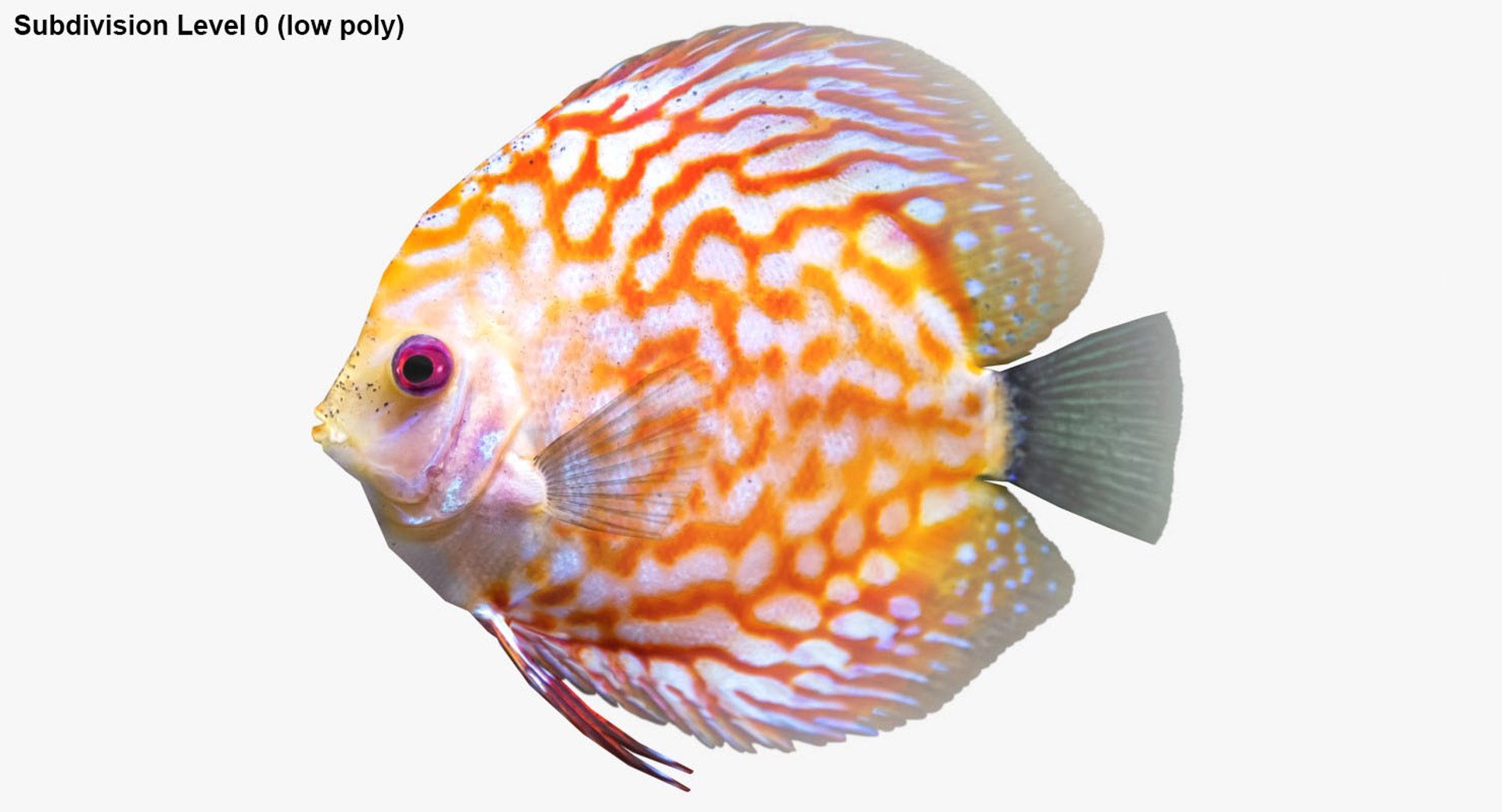 freshwater fish 3 3D model https://p.turbosquid.com/ts-thumb/SH/EIWRHm/azyb74rd/ryukingoldfish_rr28/jpg/1535994796/1920x1080/fit_q87/9a2ff30234e4a04ba3381882aa563f49657ece3c/ryukingoldfish_rr28.jpg