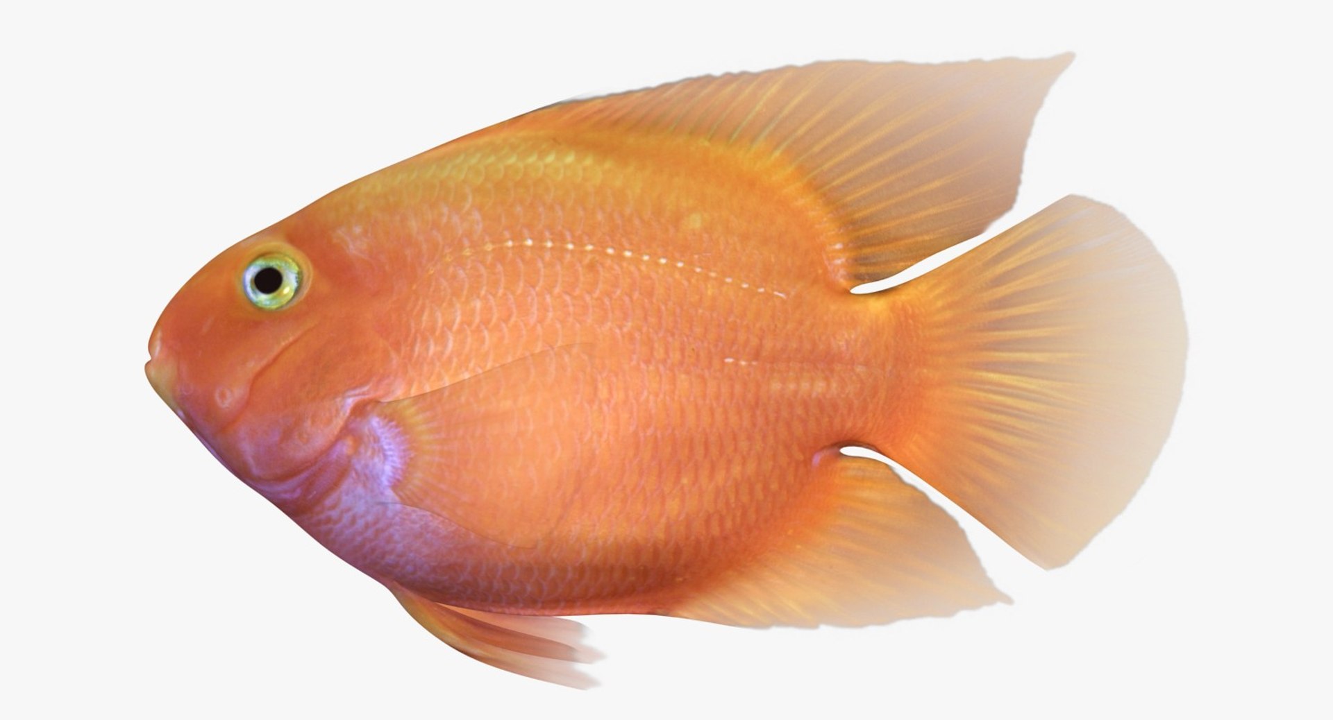 freshwater fish 3 3D model https://p.turbosquid.com/ts-thumb/SH/EIWRHm/bBT2i2Vb/ryukingoldfish_rr01/jpg/1536001607/1920x1080/fit_q87/b6c3601a0d65068491d06d433e881778f5c0e17d/ryukingoldfish_rr01.jpg