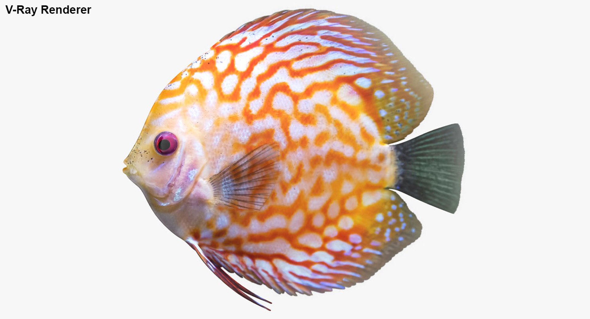 freshwater fish 3 3D model https://p.turbosquid.com/ts-thumb/SH/EIWRHm/bzV8f2YS/ryukingoldfish_rr33/jpg/1535994797/1920x1080/fit_q87/2e418a0b6ed60be15848c6f5ec165b1ac40c078a/ryukingoldfish_rr33.jpg