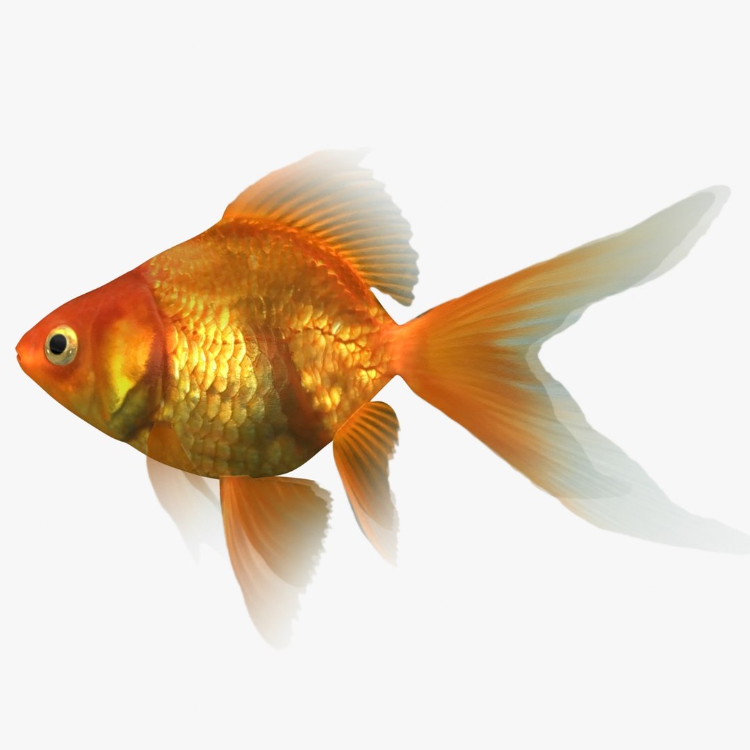 freshwater fish 3 3D model https://p.turbosquid.com/ts-thumb/SH/EIWRHm/p0zG0wON/ryukingoldfish_rr00/jpg/1536042815/1920x1080/fit_q87/072b7c61af253692311c7437c6799290df1480f0/ryukingoldfish_rr00.jpg