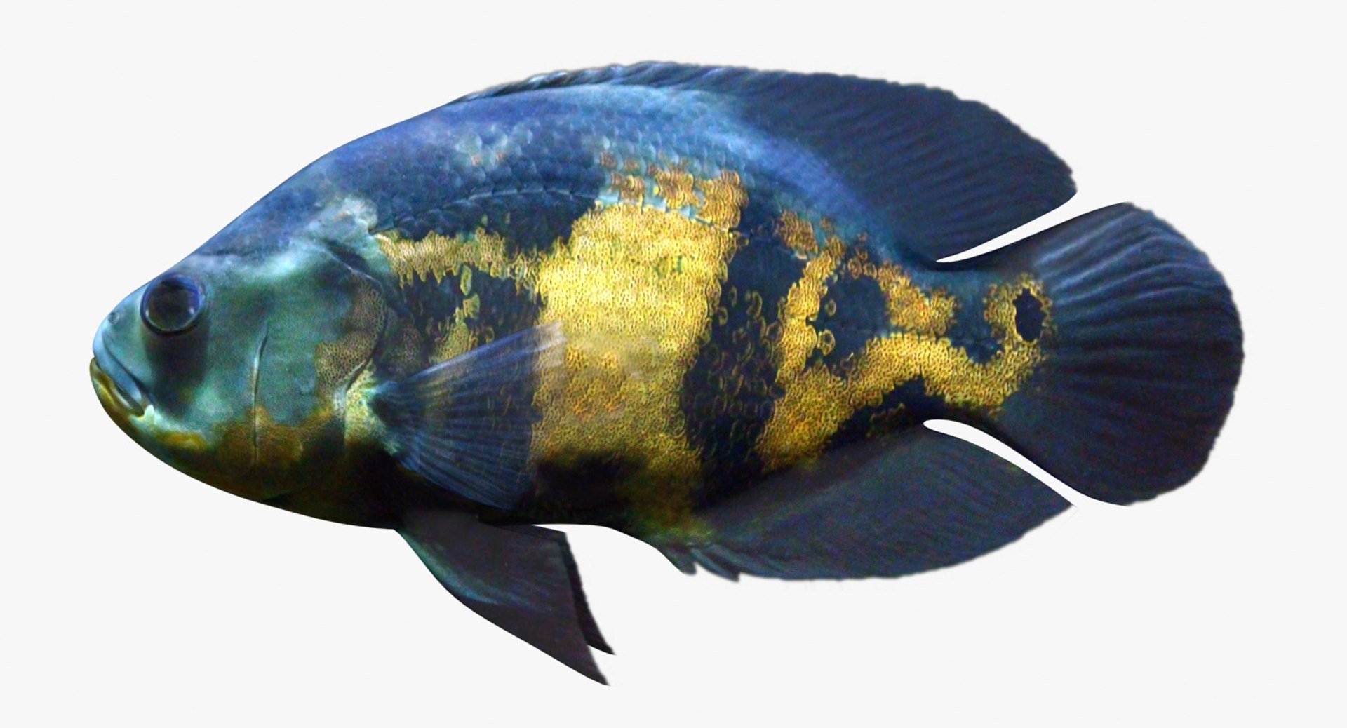 freshwater fish 3 3D model https://p.turbosquid.com/ts-thumb/SH/EIWRHm/pOOndWdK/ryukingoldfish_rr01/jpg/1536001570/1920x1080/fit_q87/7137fa3772aa82f000b6949c531d8e9334a89f80/ryukingoldfish_rr01.jpg