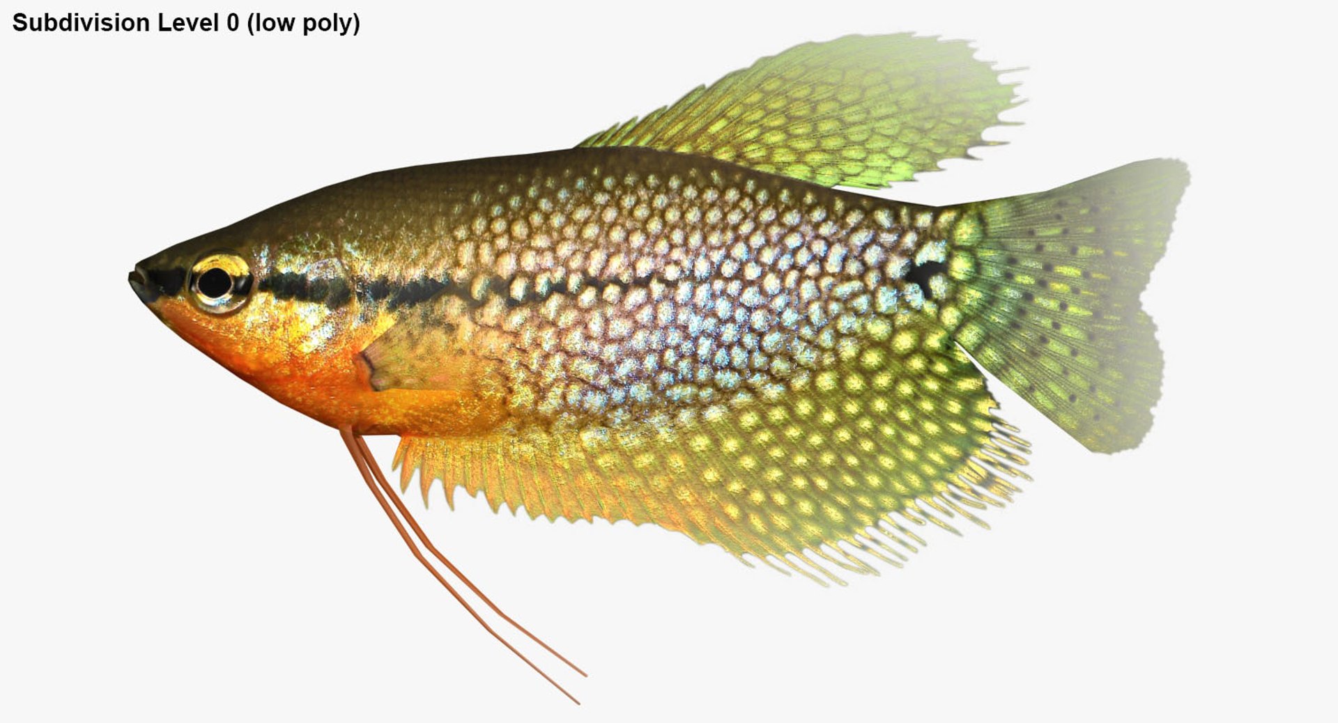 freshwater fish 3 3D model https://p.turbosquid.com/ts-thumb/SH/EIWRHm/s38ee7QZ/ryukingoldfish_rr28/jpg/1535994774/1920x1080/fit_q87/8352db810a1cf8ab143eb9dfb774258c6fbc304e/ryukingoldfish_rr28.jpg