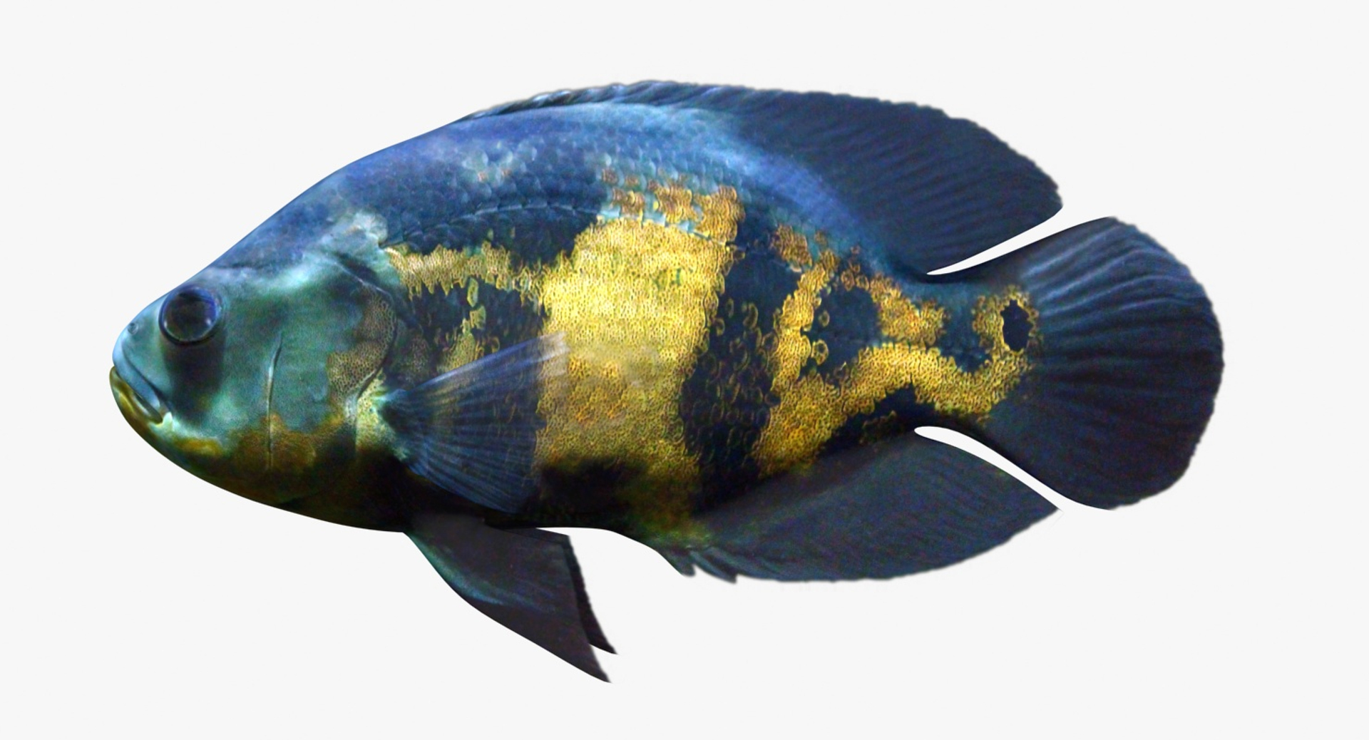 freshwater fish 3 3D model https://p.turbosquid.com/ts-thumb/SH/EIWRHm/sjhuRaLx/oscar_diffusemap/jpg/1536001598/1920x1080/turn_fit_q99/eca2369f76319402db52e37de89d24d2b119e8bf/oscar_diffusemap-1.jpg
