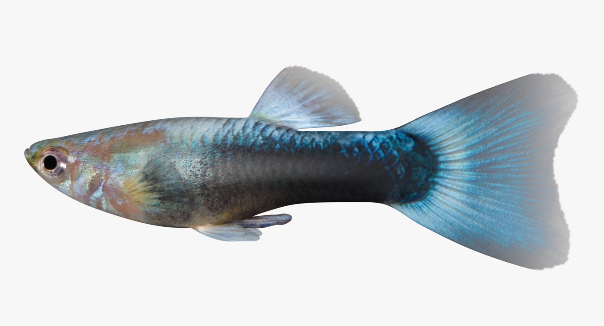 freshwater fish 3 3D model https://p.turbosquid.com/ts-thumb/SH/EIWRHm/tcDn3Moi/ryukingoldfish_rr01/jpg/1536042862/1920x1080/fit_q87/07d7916734cd72b328969888f8aa04c448e02e3b/ryukingoldfish_rr01.jpg