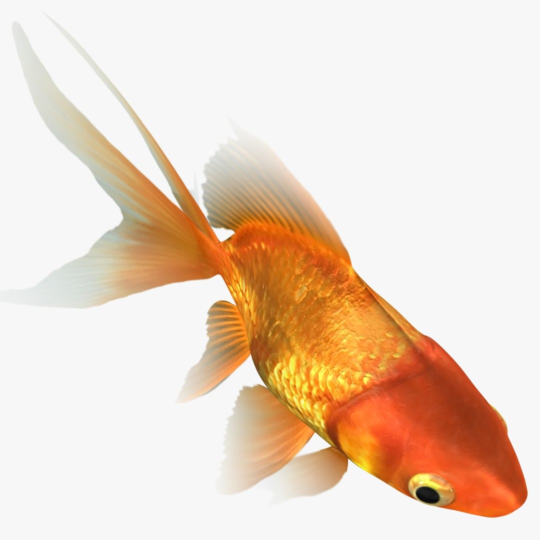 freshwater fish 3 3D model https://p.turbosquid.com/ts-thumb/SH/EIWRHm/xny2akNG/ryukingoldfish_rr07/jpg/1536042815/1920x1080/fit_q87/e44b0685b4e25220e7f459e9fa5a9da417b286b5/ryukingoldfish_rr07.jpg