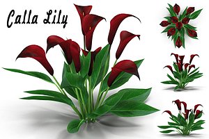 calla lily 3d max