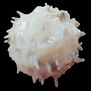 3D lymphocyte blood cells