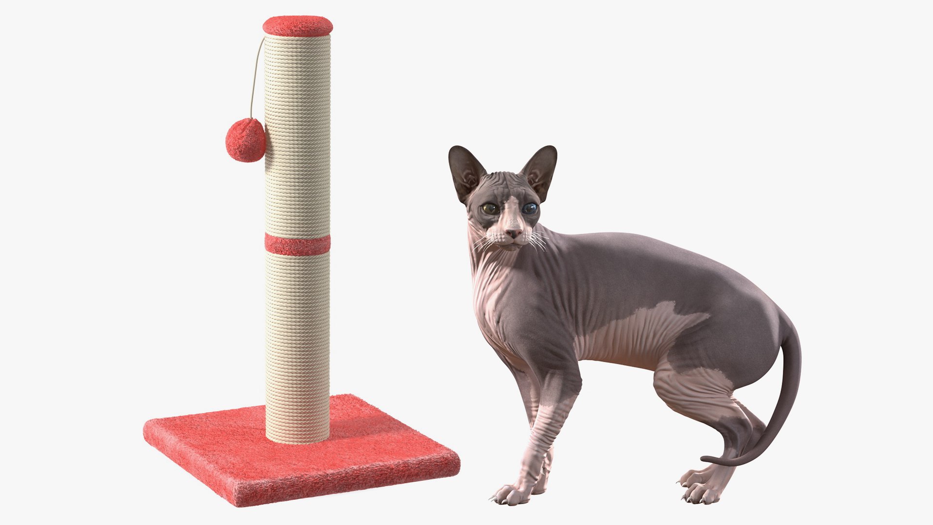 Rigged Sphynx Cat with Cat Scratching Post Collection 3D model preview