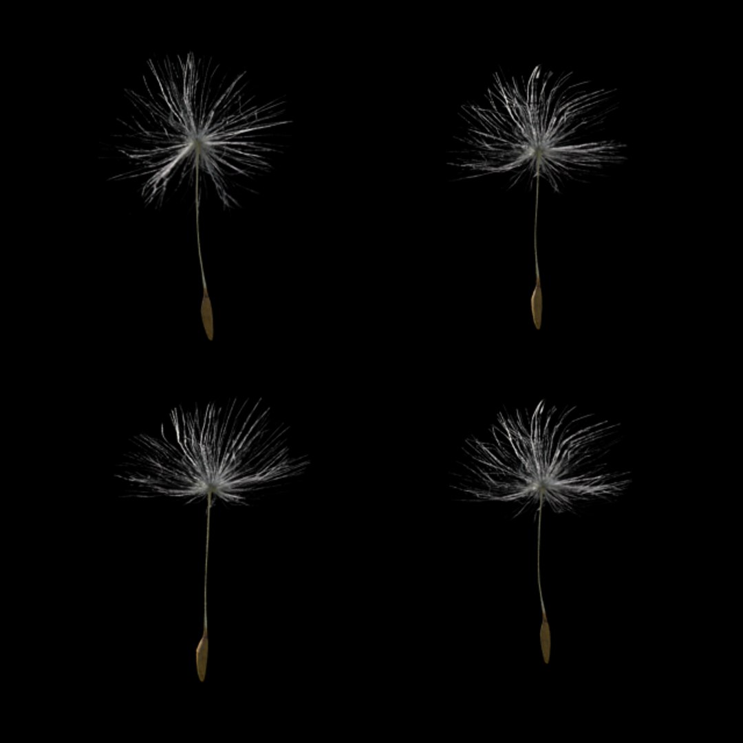 3d close-up dandelion seeds model https://p.turbosquid.com/ts-thumb/SH/aU8ZpB/ZtEJzRyp/dandelionseed3/png/1357039649/1920x1080/fit_q87/1bf74b3c0376df8b59a5979733e578a77258e6aa/dandelionseed3.jpg