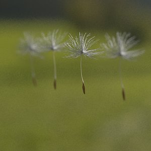 3d close-up dandelion seeds model