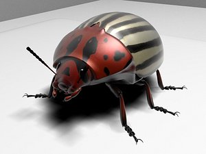 3ds max colorado potato beetle