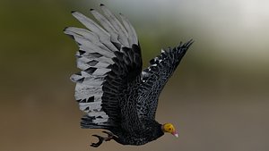 Greater yellow-headed vulture 3D