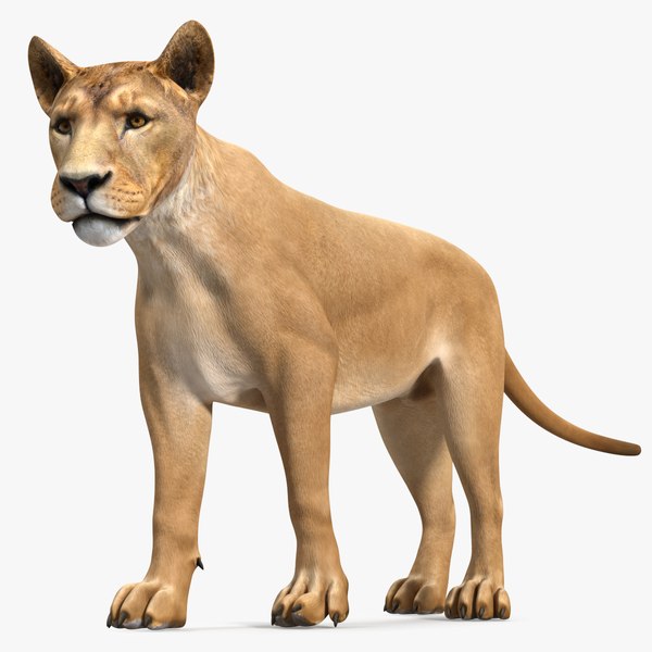 3D Young Lion Rigged for Cinema 4D