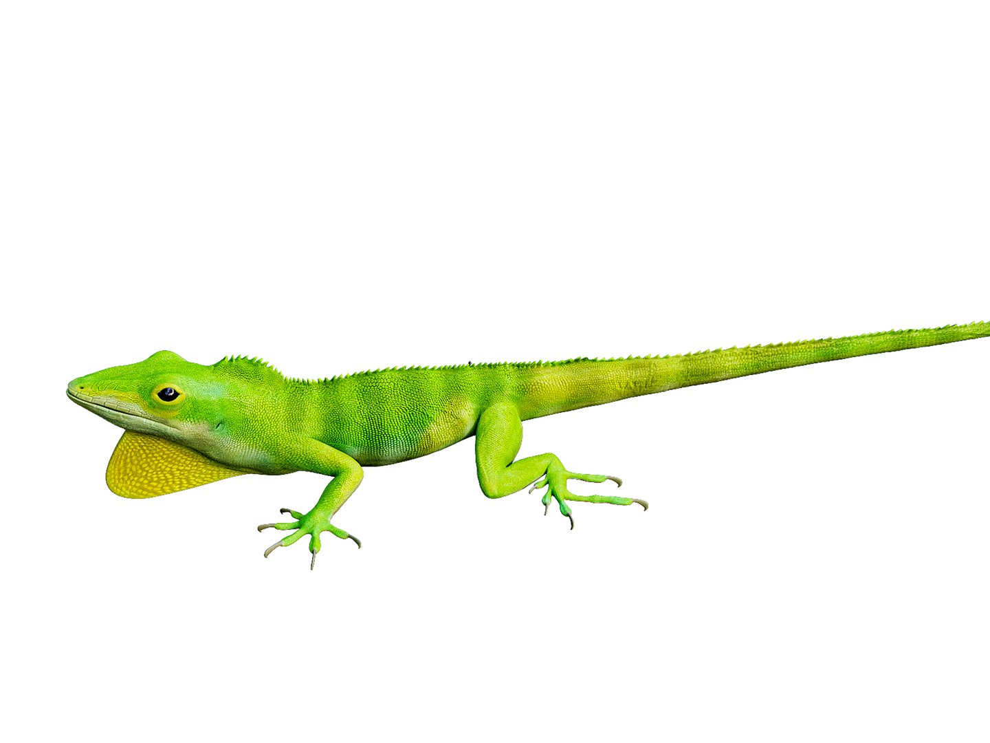 3D Chameleon https://p.turbosquid.com/ts-thumb/SI/1HujcB/aF/a3/jpg/1780045174/1920x1080/fit_q87/d7e3772b7dc76ca340073d65729740cfd0934b12/a3.jpg
