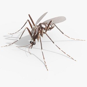 Mosquito Feeding Fur Animated Rigged For Blender