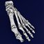 foot bones labelled model
