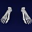 foot bones labelled model
