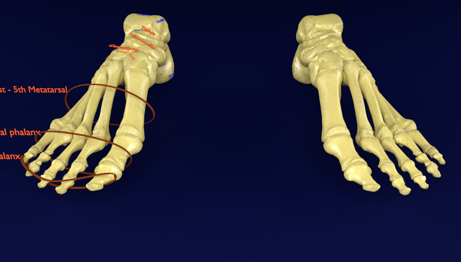 Foot bones labelled model - TurboSquid 1481344