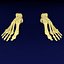 foot bones labelled model