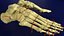 foot bones labelled model
