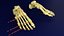 foot bones labelled model