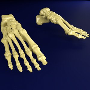 Foot Seperated Bones With Label