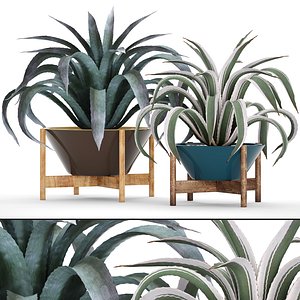 3D agave