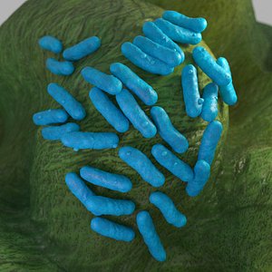 yersinia pestis model