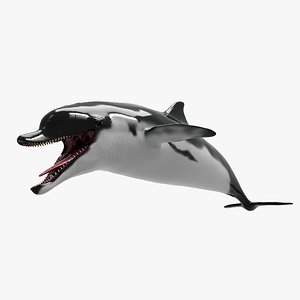 dolphin animation unity 3D model
