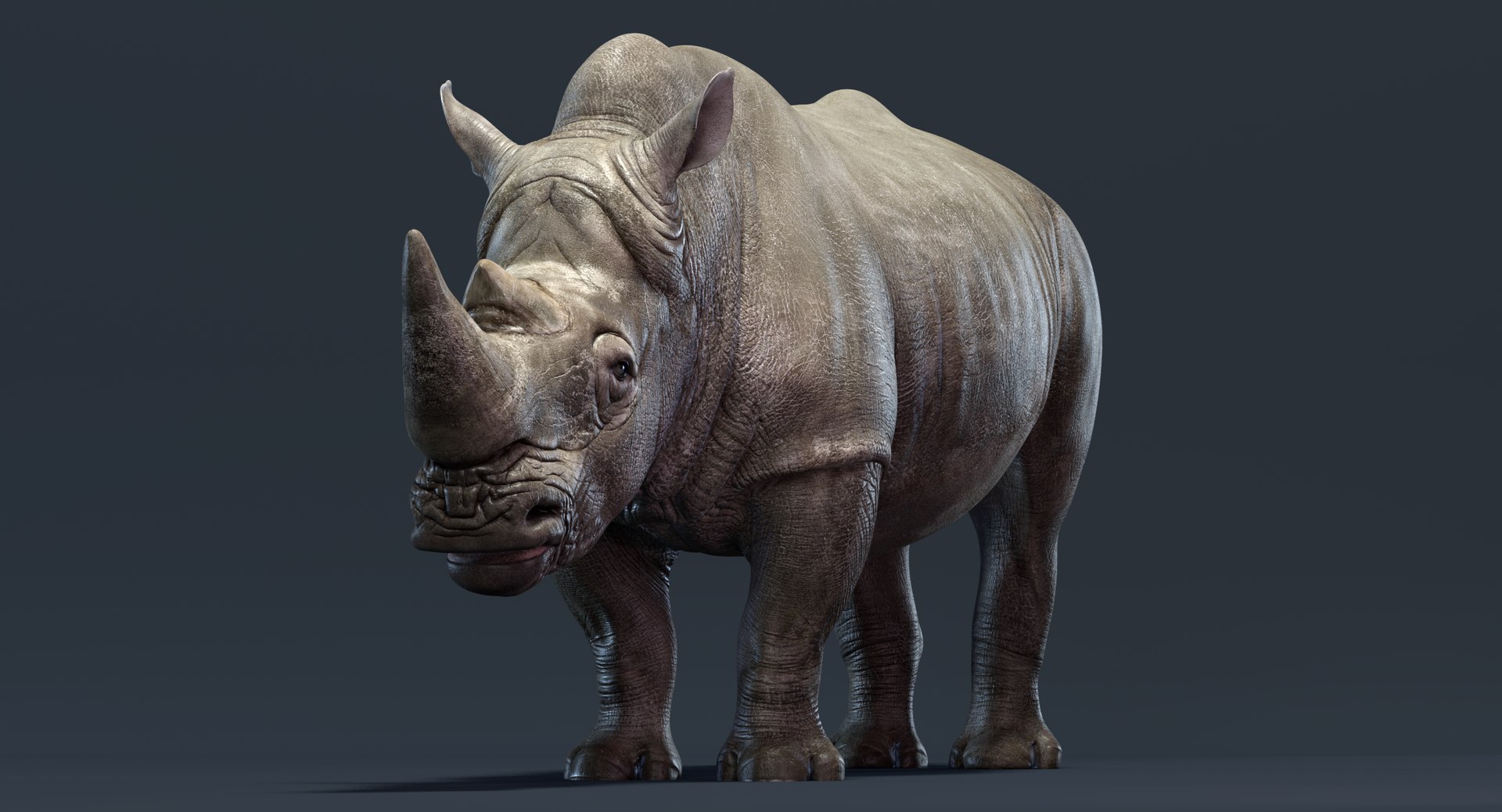 3D big rhino https://p.turbosquid.com/ts-thumb/SI/XwOtAn/2g5CunIV/rhino_signature_01/png/1541851315/1920x1080/fit_q87/15a635dd19e8961eda41195ba706011d3a537309/rhino_signature_01.jpg
