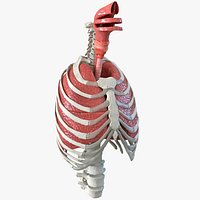 Female Ribcage Skeleton with Respiratory System