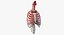 Female Ribcage Skeleton with Respiratory System