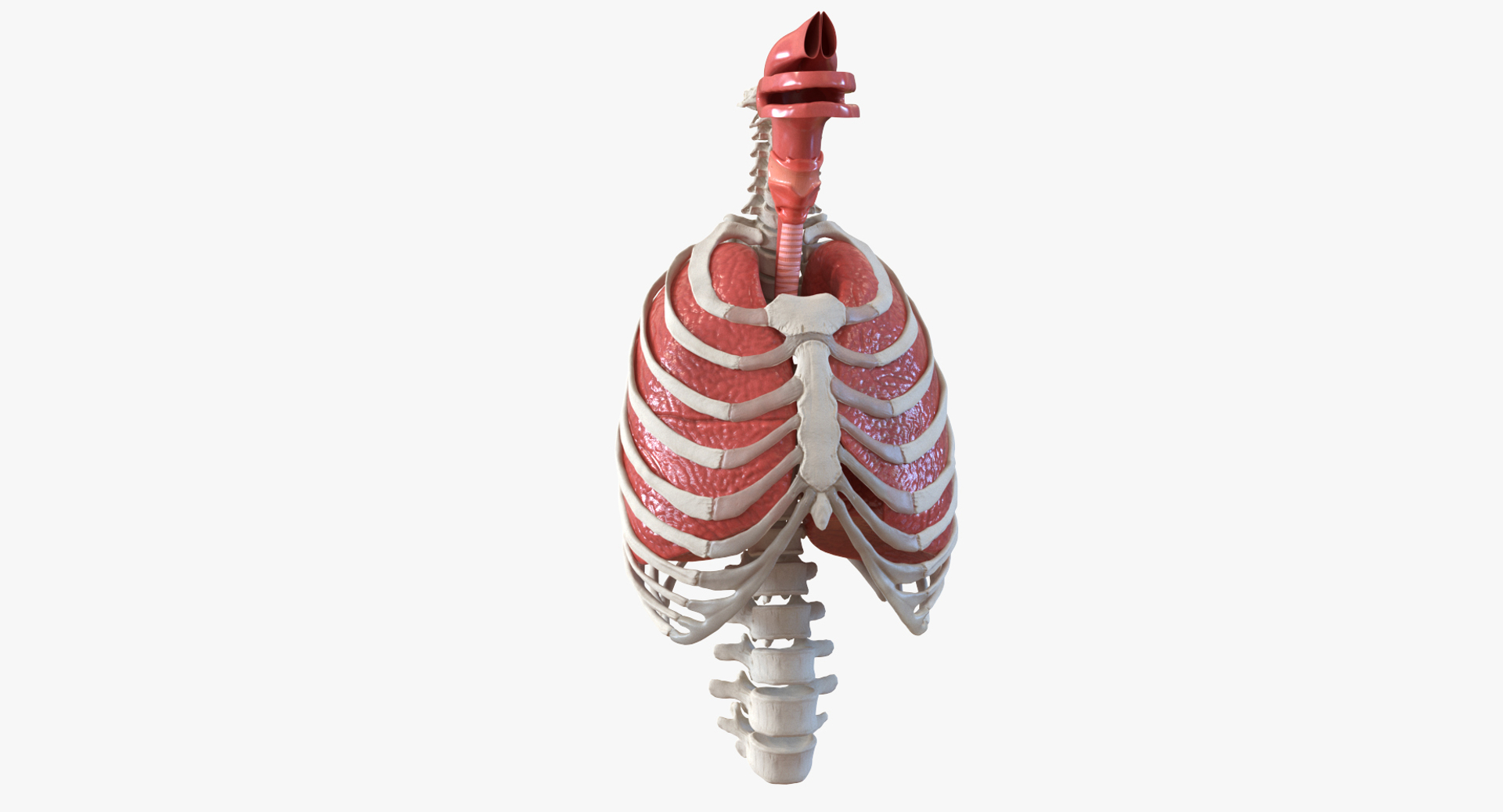 3D female ribcage skeleton respiratory https://p.turbosquid.com/ts-thumb/SI/YdkRqN/7CDIWljp/female_ribcage_skeleton_with_respiratory_system_360/jpg/1506988354/1920x1080/turn_fit_q99/f25684f9ef35a5f95835105cb9e678fb4a452ef9/female_ribcage_skeleton_with_respiratory_system_360-1.jpg
