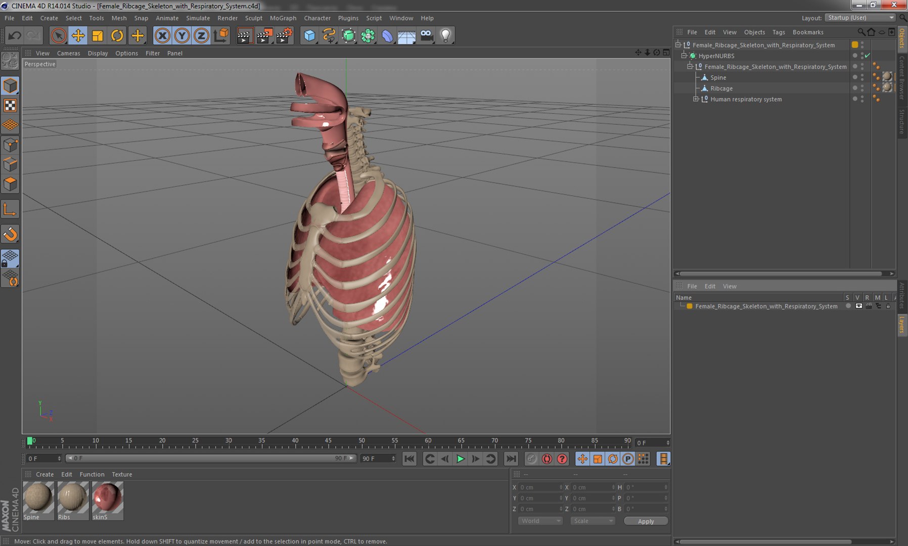3D female ribcage skeleton respiratory https://p.turbosquid.com/ts-thumb/SI/YdkRqN/JpZUmbwV/female_ribcage_skeleton_with_respiratory_system_1001/jpg/1506989068/1920x1080/fit_q87/2f637c37d95d20fa6b7d80fc1936add09b0c3836/female_ribcage_skeleton_with_respiratory_system_1001.jpg