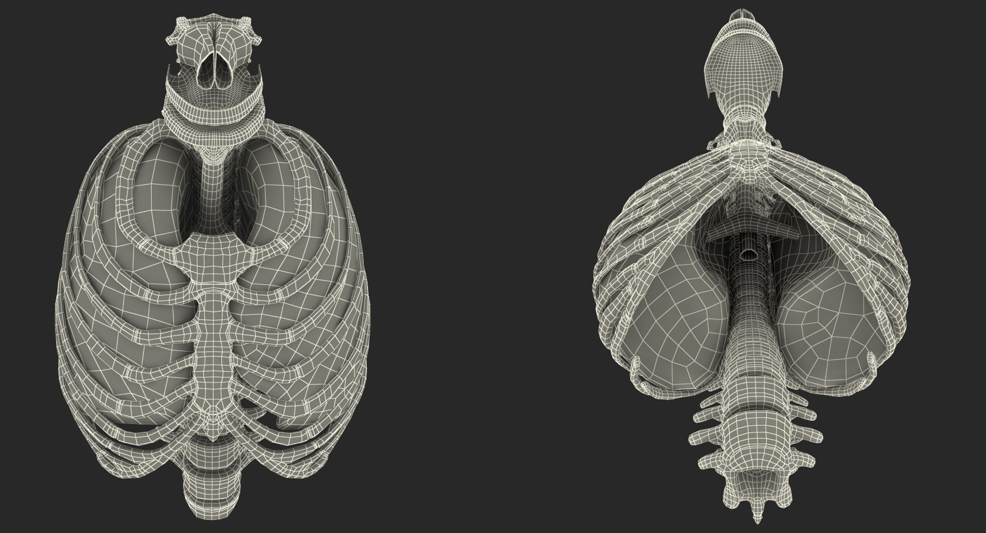 3D female ribcage skeleton respiratory https://p.turbosquid.com/ts-thumb/SI/YdkRqN/KLIvwsho/female_ribcage_skeleton_with_respiratory_system_0013/jpg/1506989079/1920x1080/fit_q87/63319c7f354a5817a607adbeacb880b887a297e6/female_ribcage_skeleton_with_respiratory_system_0013.jpg