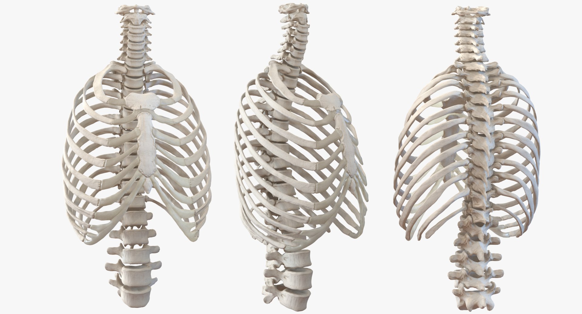 3D female ribcage skeleton respiratory https://p.turbosquid.com/ts-thumb/SI/YdkRqN/PeCvOCeS/female_ribcage_skeleton_with_respiratory_system_0006/jpg/1506989028/1920x1080/fit_q87/b840e4b46f0236dc37f2e03959f72b555cf2fdb1/female_ribcage_skeleton_with_respiratory_system_0006.jpg