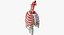 Female Ribcage Skeleton with Respiratory System