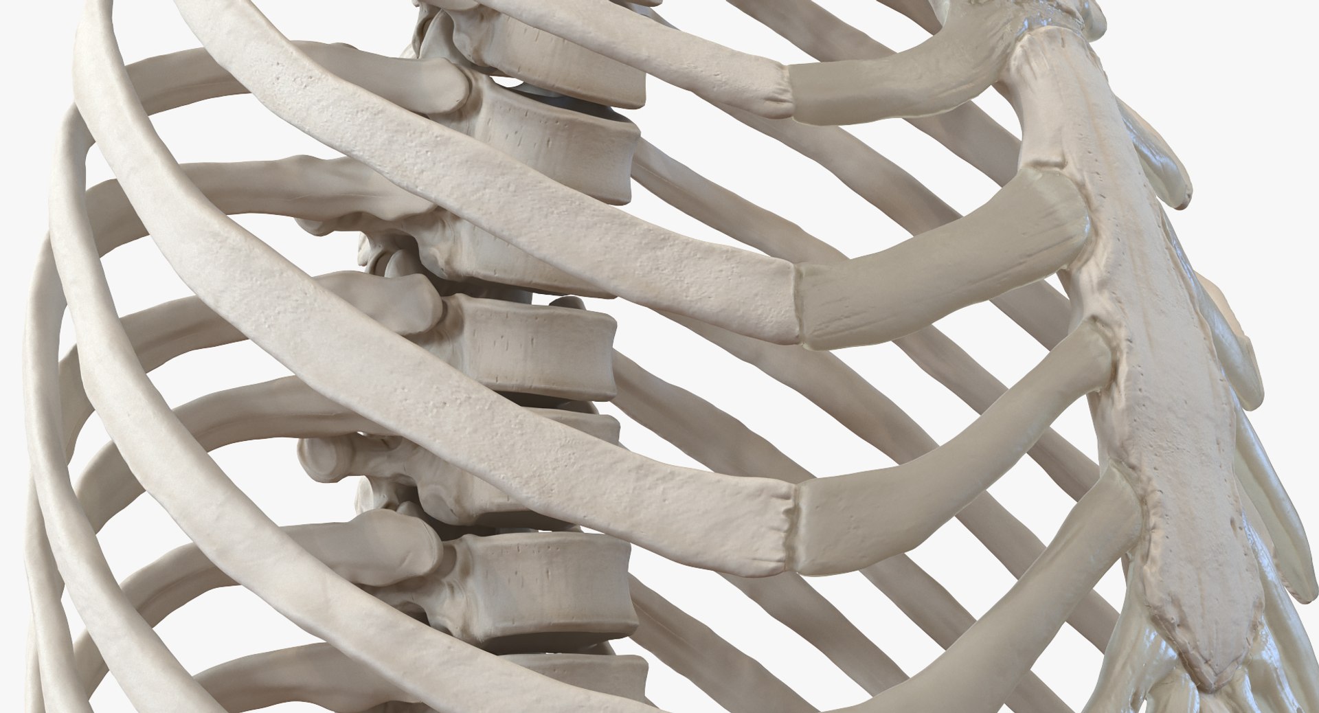 3D female ribcage skeleton respiratory https://p.turbosquid.com/ts-thumb/SI/YdkRqN/aJMnDnTD/female_ribcage_skeleton_with_respiratory_system_0007/jpg/1506989048/1920x1080/fit_q87/ae75433d89c07f868dcd05ccccb320ec51f4559a/female_ribcage_skeleton_with_respiratory_system_0007.jpg