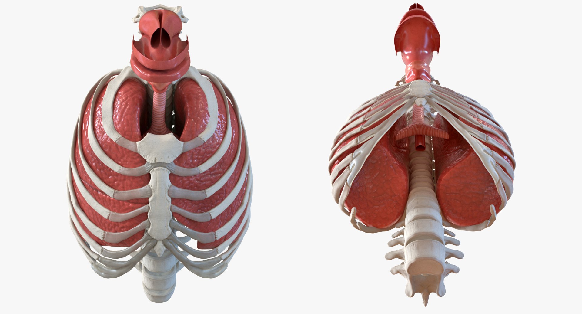 3D female ribcage skeleton respiratory https://p.turbosquid.com/ts-thumb/SI/YdkRqN/dFnST4pc/female_ribcage_skeleton_with_respiratory_system_0003/jpg/1506989024/1920x1080/fit_q87/96a6332cce46c30e84cb0c4f8e302bbd3c979483/female_ribcage_skeleton_with_respiratory_system_0003.jpg